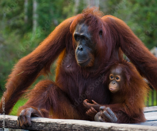 The female of the orangutan with a baby sitting on a wooden platform in the jungle. Indonesia. The island of Borneo (Kalimantan). An excellent illustration.