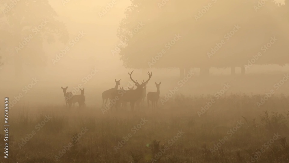 Red Deer in Orange Mist and Fog at Sunrise Red Deer in Orange Mist and Fog at Sunrise