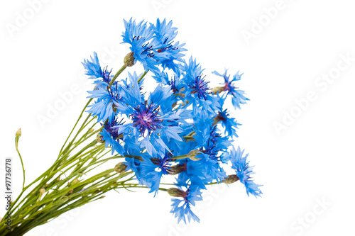 Fototapeta Naklejka Na Ścianę i Meble -  Beautiful blue cornflower