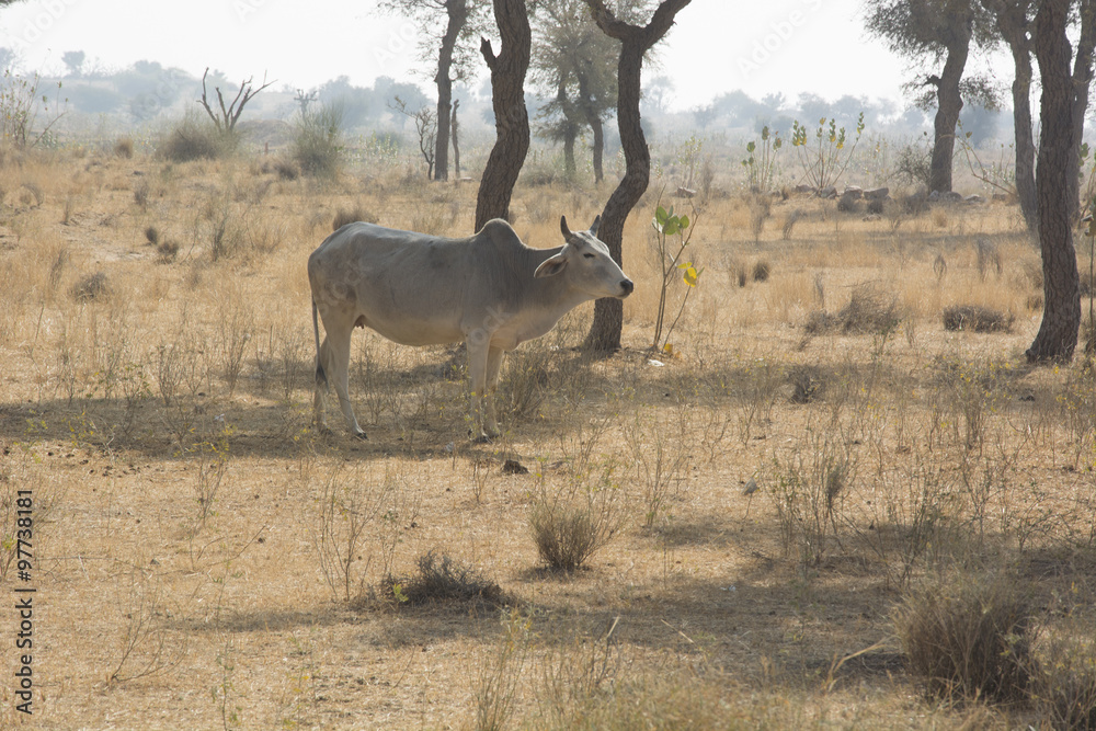 Naklejka premium A Cow in a field in Rajasthan, India