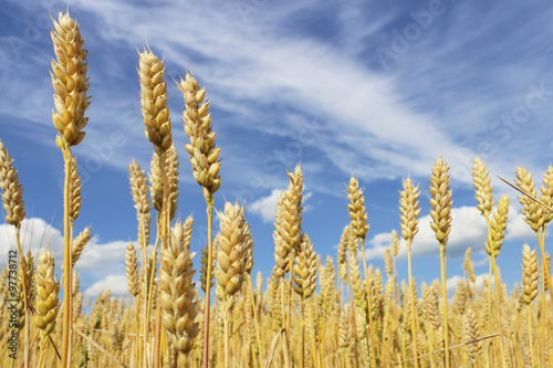 Wheat field