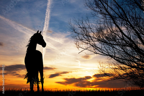 horse silhouette at sunset