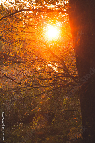 Warm sunlight in bush and branches