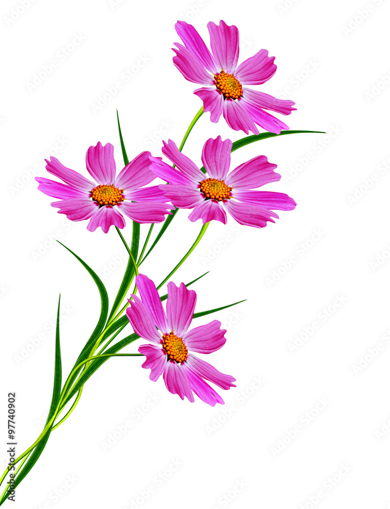 Cosmos flowers isolated on white background