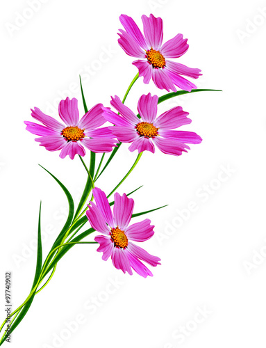 Cosmos flowers isolated on white background