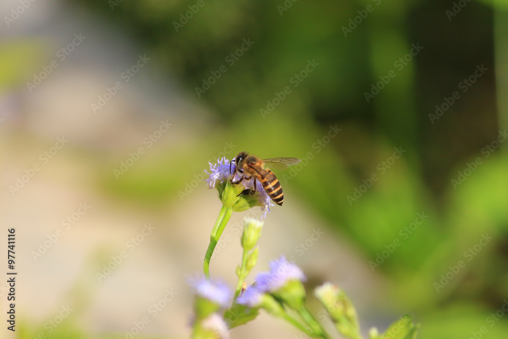 Honey Bee on a rape flower Honey Bee on a rape flower