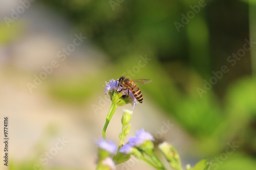 Honey Bee on a rape flower © lovmc2