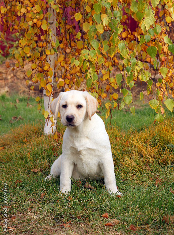 a nice yellow labrador puppy in autumn a nice yellow labrador puppy in autumn