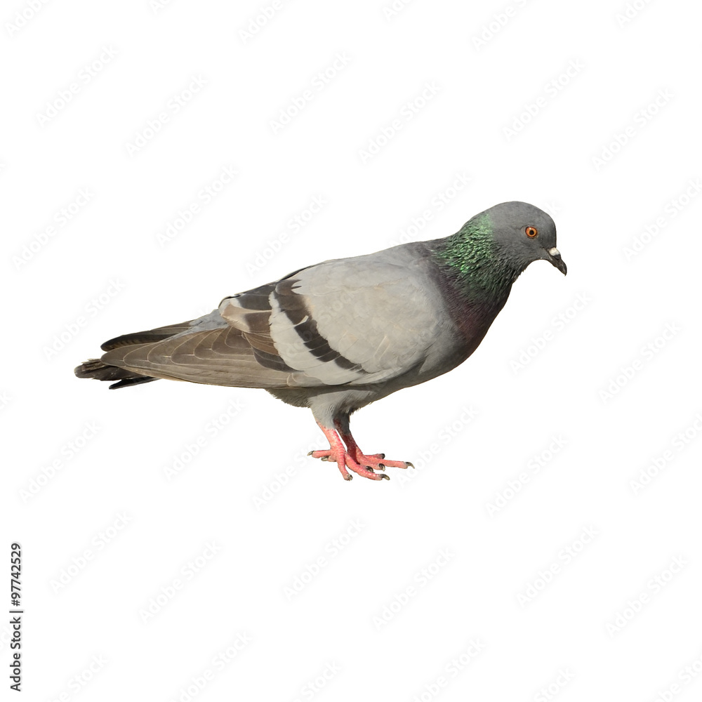 Obraz premium Pigeons isolated on white