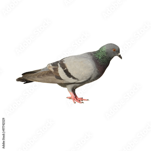 Pigeons isolated on white