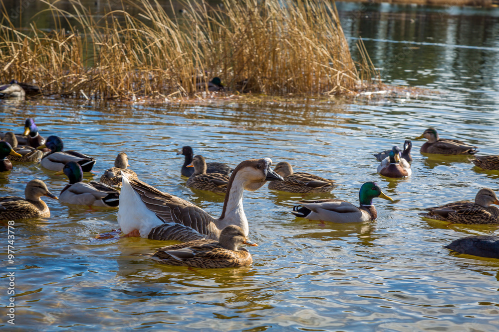 Naklejka premium Wild birds in the fall season.