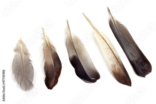 Feathers isolated on white