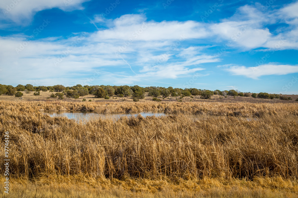 Arizona wetlands and animal riparian preserve. Arizona wetlands and animal riparian preserve.