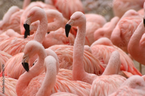 Flamants roses photo