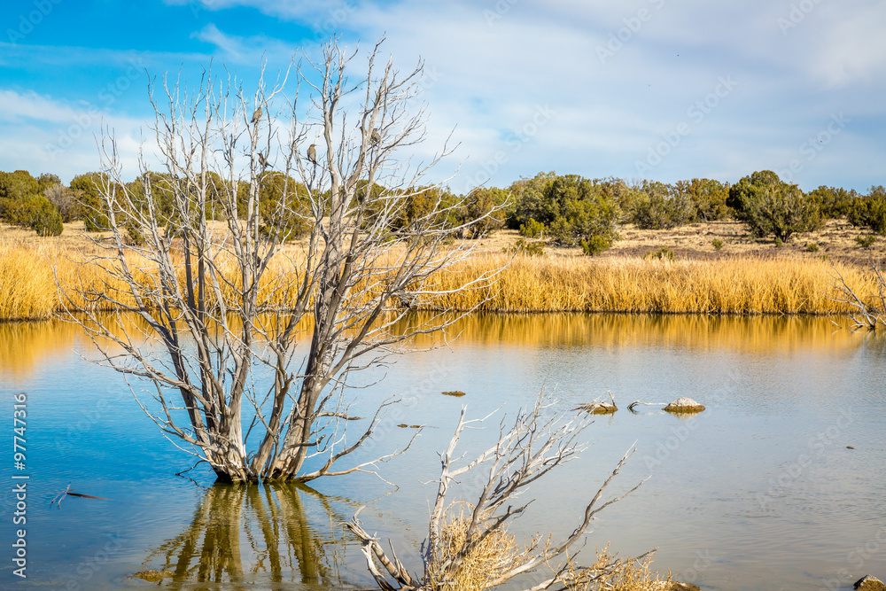 Arizona wetlands and animal riparian preserve. Arizona wetlands and animal riparian preserve.