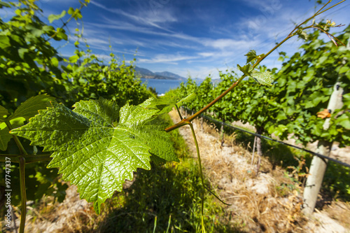 Bild auf Leinwand Wine Grape Vineyard on Sunny Summer Day