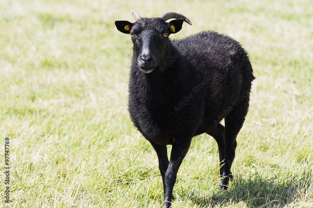 schwarzes Schaf schwarzes Schaf