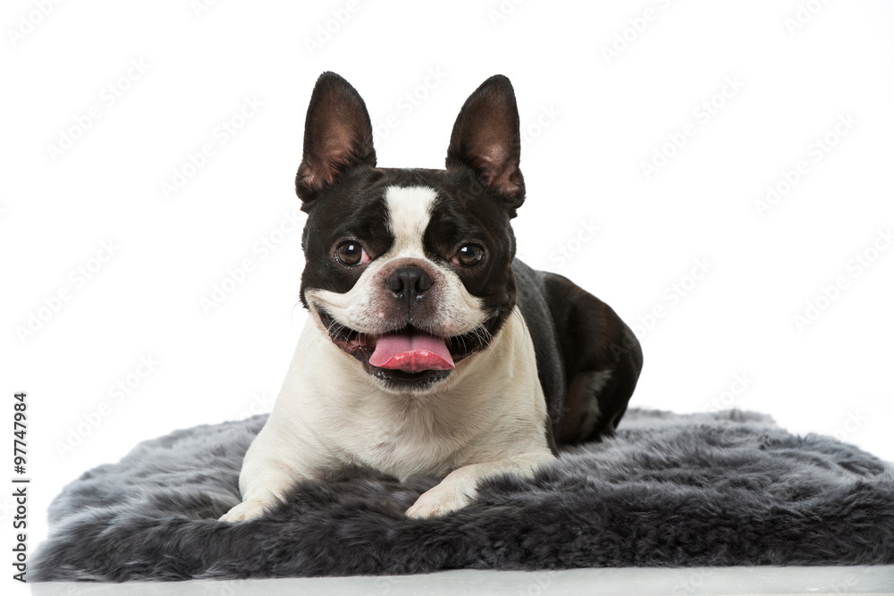 Boston Terrier