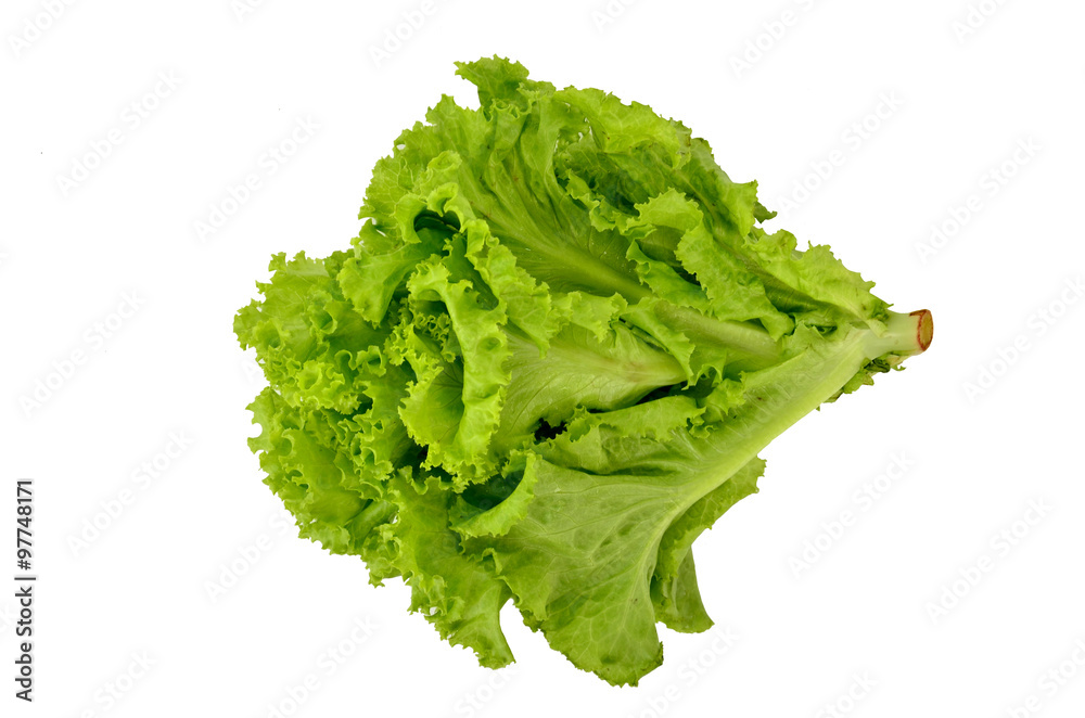 lettuce