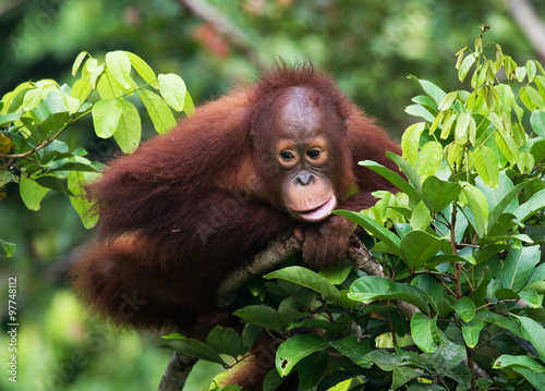 Orangutan in the wild. Indonesia. The island of Kalimantan  Borneo . An excellent illustration.