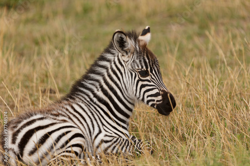 Fototapeta Naklejka Na Ścianę i Meble -  Zebrafohlen