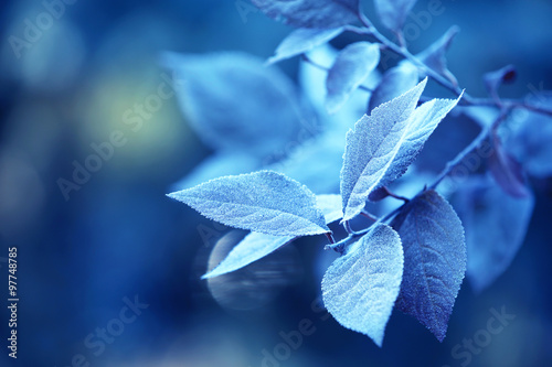 Beautiful frosty winter leaves on blured nature background, close up #97748785