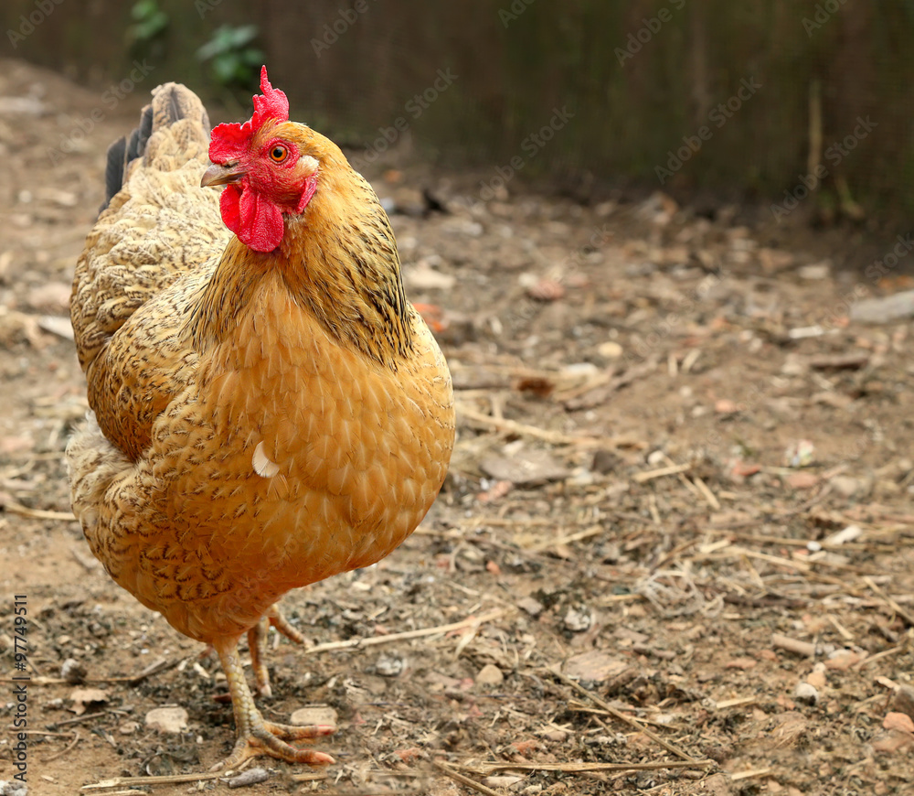 Fototapeta premium Red hen on farm. Homemade poultry. Rustic look. 
