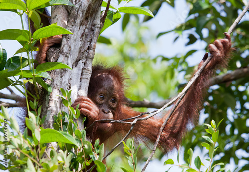 A baby orangutan in the wild. Indonesia. The island of Kalimantan (Borneo). An excellent illustration.