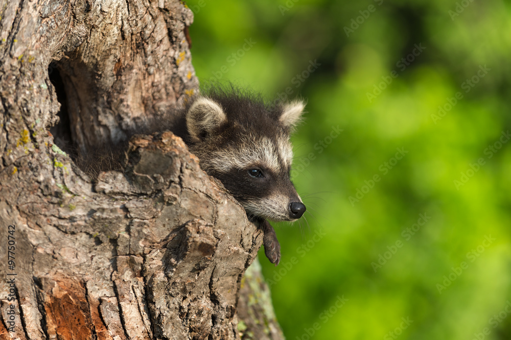 Young Raccoon (Procyon lotor) Hangs Out Knothole Young Raccoon (Procyon lotor) Hangs Out Knothole