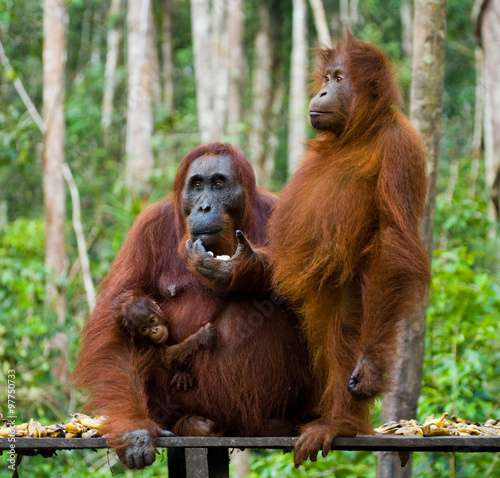 The female of the orangutan with a baby feeding place. Indonesia. The island of Kalimantan (Borneo). An excellent illustration.