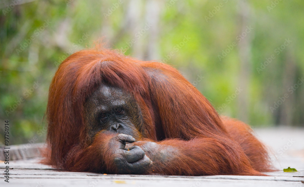 Orangutan on a wooden platform in the jungle. Indonesia. The island of Kalimantan (Borneo). An excellent illustration. Orangutan on a wooden platform in the jungle. Indonesia. The island of Kalimantan (Borneo). An excellent illustration.