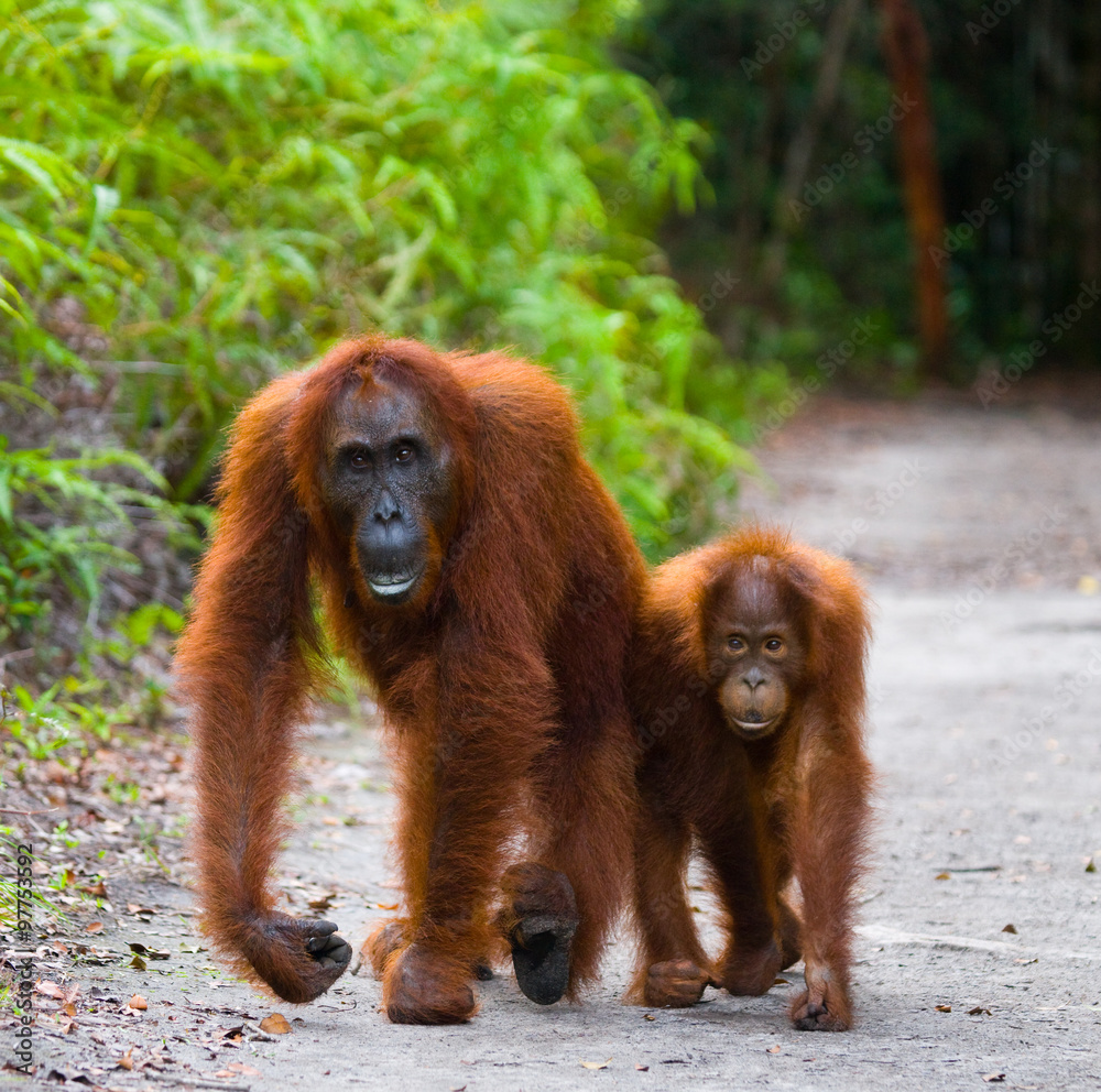 Obraz premium The female of the orangutan with a baby on a footpath. Funny pose. Rare picture. Indonesia. The island of Kalimantan (Borneo). An excellent illustration.