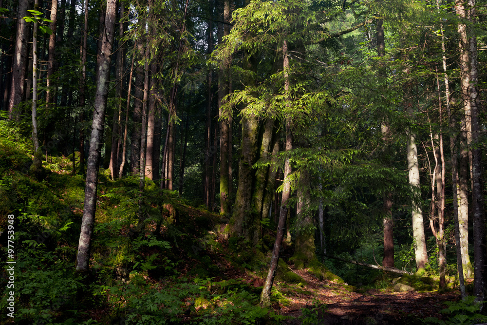 Obraz premium Forest in the mountains with pine trees