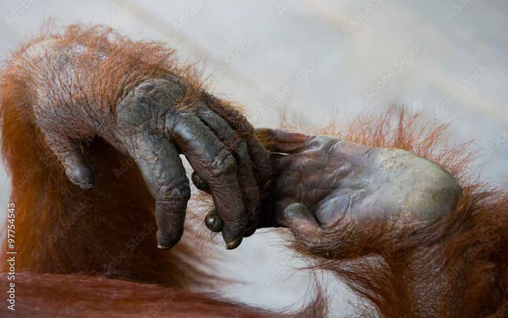 Obraz premium Detail of the front hand orangutan. Close-up. Indonesia. The island of Kalimantan (Borneo). An excellent illustration.