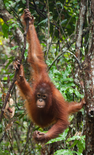 A baby orangutan in the wild. Indonesia. The island of Kalimantan (Borneo). An excellent illustration. © gudkovandrey