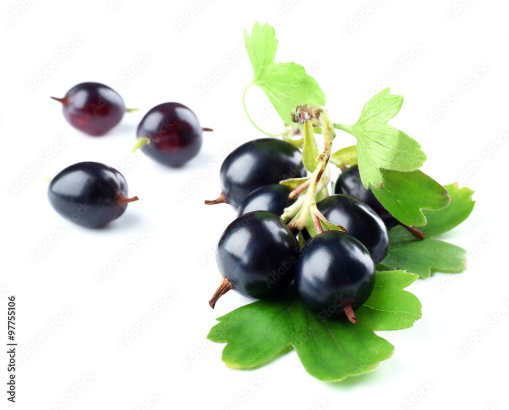 Wild black currant with green leaves isolated on white Wild black currant with green leaves isolated on white
