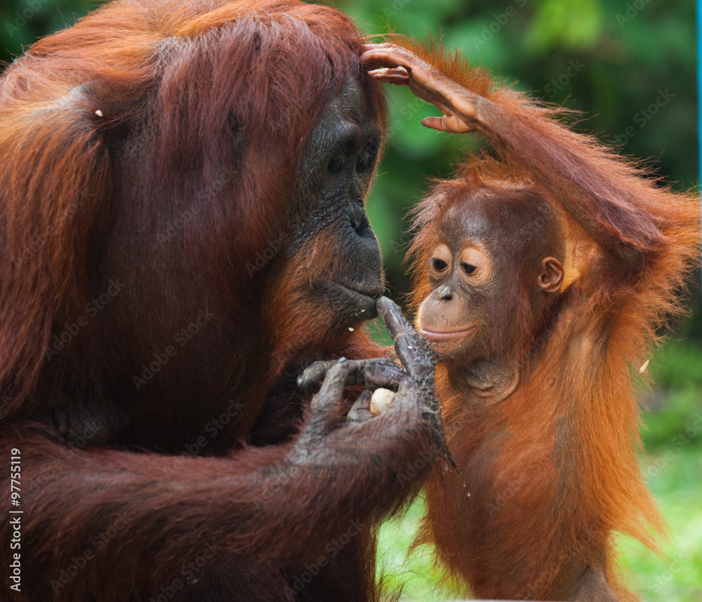 Naklejka premium Female orangutan with a baby in the wild. Indonesia. The island of Kalimantan (Borneo). 