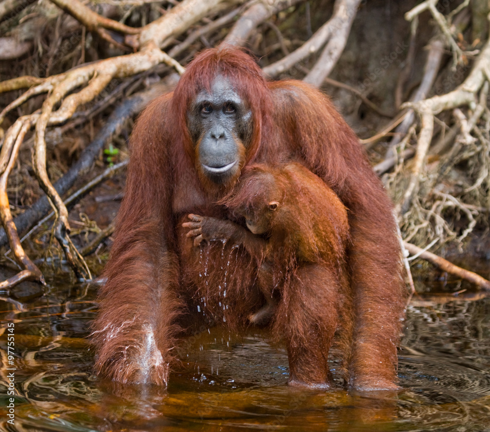 Female and baby orangutan drinking water from the river in the jungle. Indonesia. The island of Kalimantan (Borneo). An excellent illustration. Female and baby orangutan drinking water from the river in the jungle. Indonesia. The island of Kalimantan (Borneo). An excellent illustration.