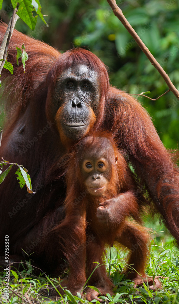 Portrait of a female orangutan with a baby in the wild. Indonesia. The island of Kalimantan (Borneo). An excellent illustration. Portrait of a female orangutan with a baby in the wild. Indonesia. The island of Kalimantan (Borneo). An excellent illustration.