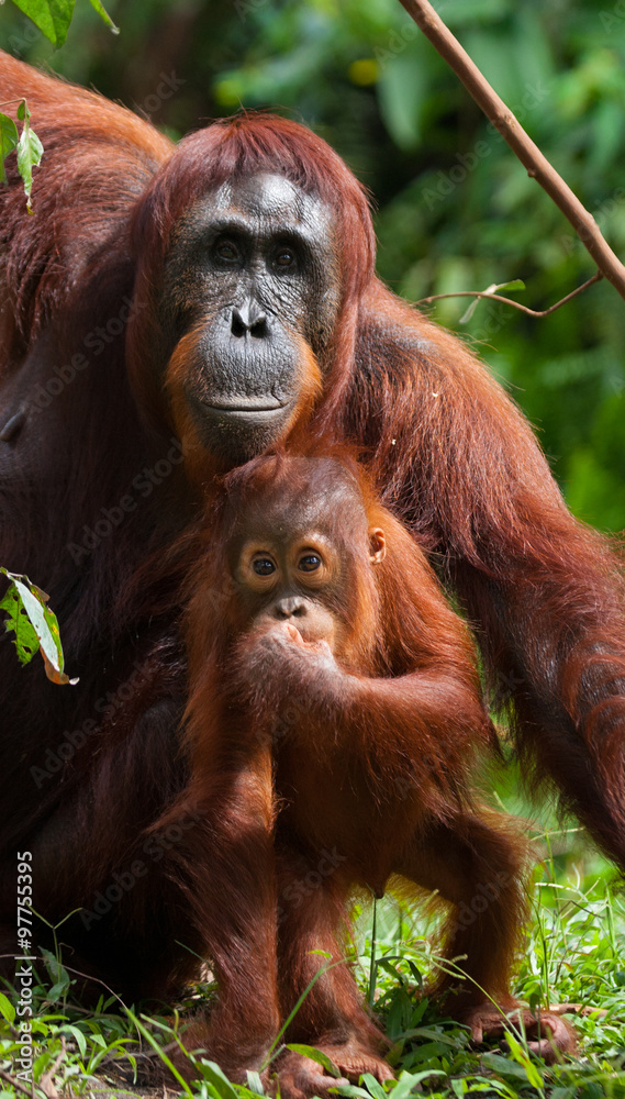 Portrait of a female orangutan with a baby in the wild. Indonesia. The island of Kalimantan (Borneo). An excellent illustration. Portrait of a female orangutan with a baby in the wild. Indonesia. The island of Kalimantan (Borneo). An excellent illustration.