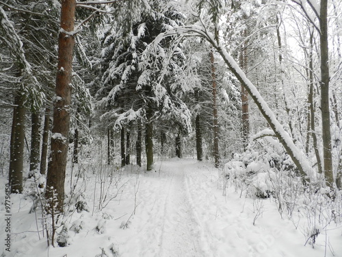 Заснеженный лес в зимний пасмурный день #97756150