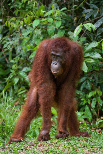 A baby orangutan in the wild. Indonesia. The island of Kalimantan (Borneo). An excellent illustration.