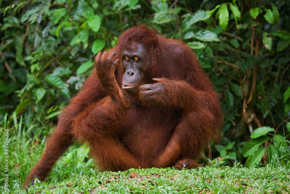 Orangutan sitting on the grass. Indonesia. The island of Kalimantan (Borneo). An excellent illustration. Orangutan sitting on the grass. Indonesia. The island of Kalimantan (Borneo). An excellent illustration.