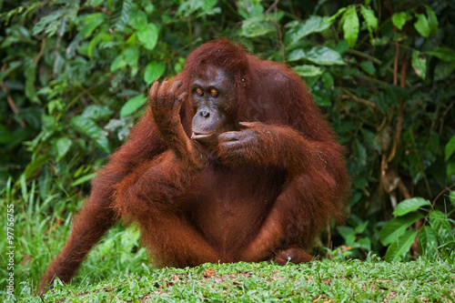 Orangutan sitting on the grass. Indonesia. The island of Kalimantan (Borneo). An excellent illustration.