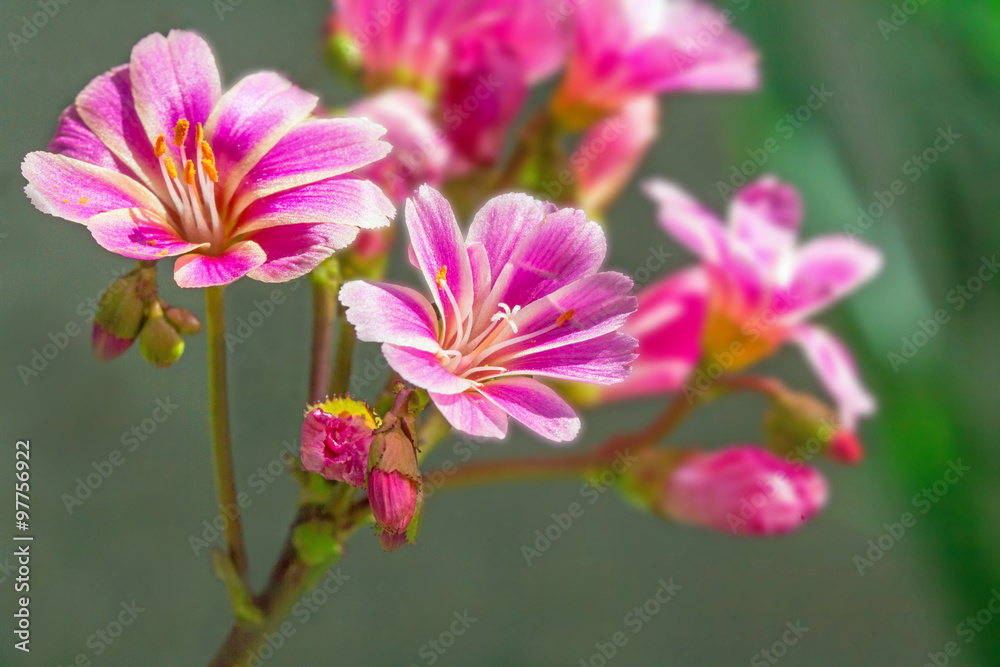 Macro of Vibrant Hot Pink Lewisia cotyledon Flowers in Spring