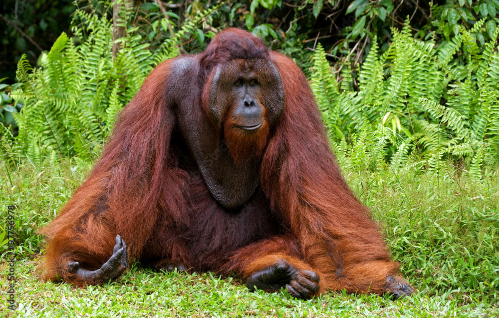 Obraz premium Dominant male orangutan sitting on the ground. Indonesia. The island of Kalimantan (Borneo). An excellent illustration.