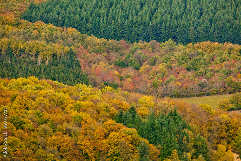 automne saison feuille couleur arbre feuillage sapin forêt