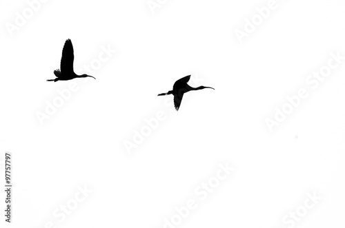 Pair of Silhouetted White-Faced Ibis Flying on a White Background © rck