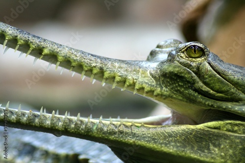 Gavialis with opened mouth full of teeth photo