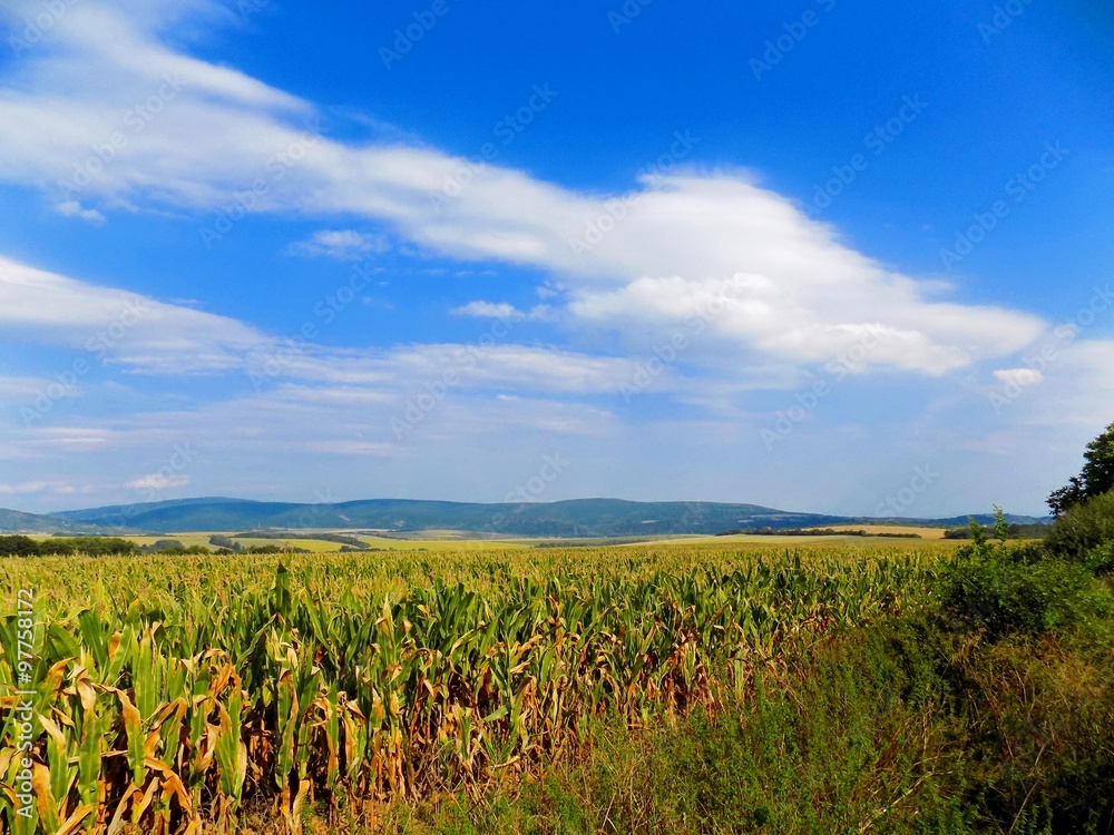 Corn field, hills and sky